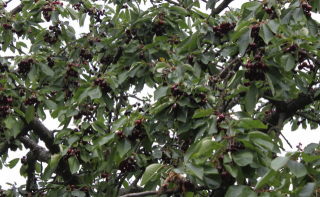 cherry tree in garden